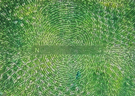Monoprint with Xerox transfer print